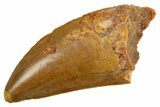 Serrated, Carcharodontosaurus Tooth - Real Dinosaur Tooth #308351-1